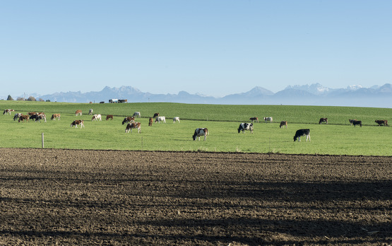 Agroscope_CaroleParodi_Landschaft Herbst_paysage automne (VD)-4663
